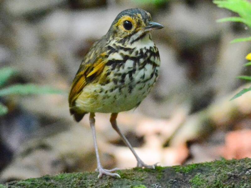 Snethlage-Ameisenpitta, Fotos 3