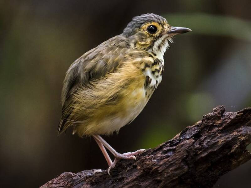Gefleckte Ameisenpitta, Fotos 3