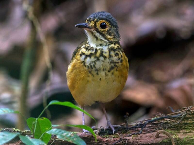 Gefleckte Ameisenpitta