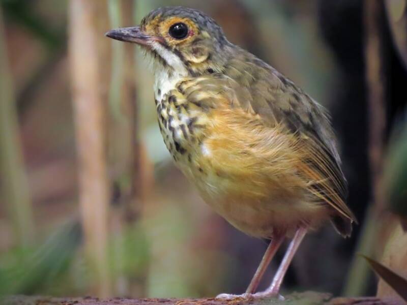 Gefleckte Ameisenpitta, Fotos 2