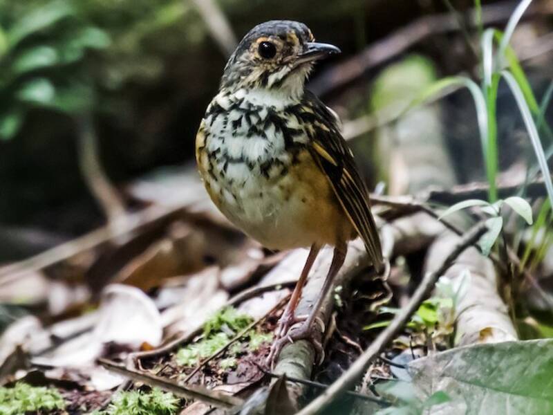 Gefleckte Ameisenpitta, Fotos 4