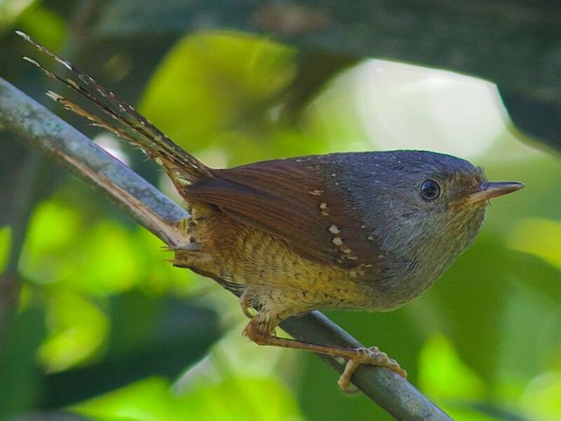 Spotted Bamboowren
