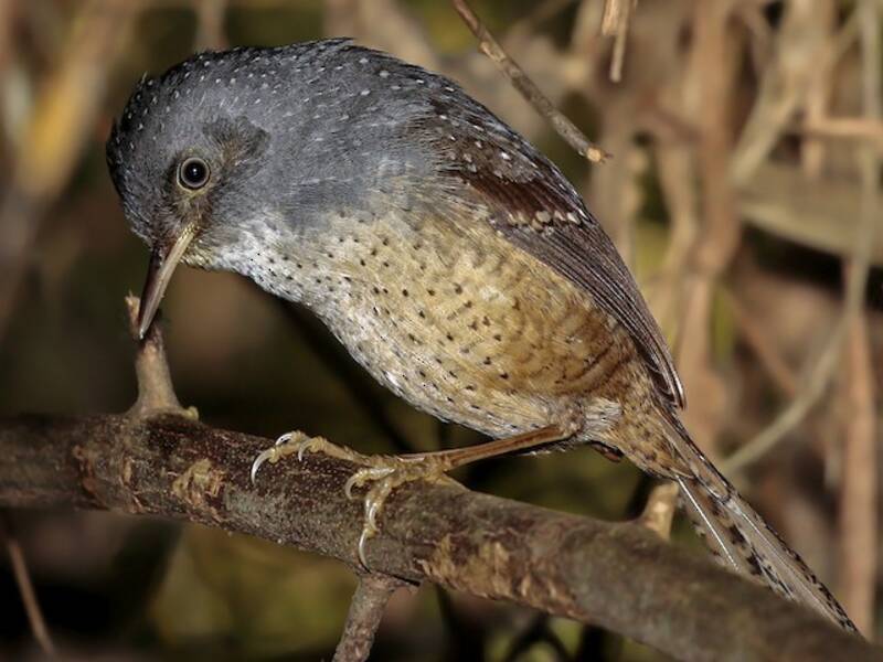 Spotted Bamboowren, Photos 2