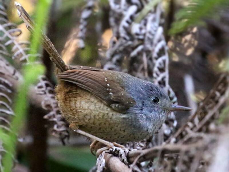 Spotted Bamboowren, Photos 3