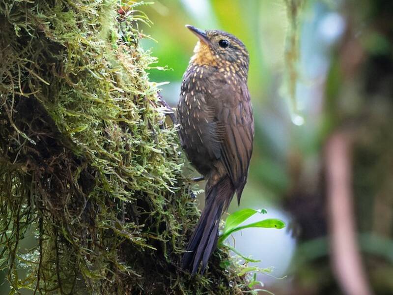 Spotted Barbtail, Photos 3