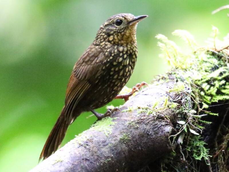Spotted Barbtail, Photos 2