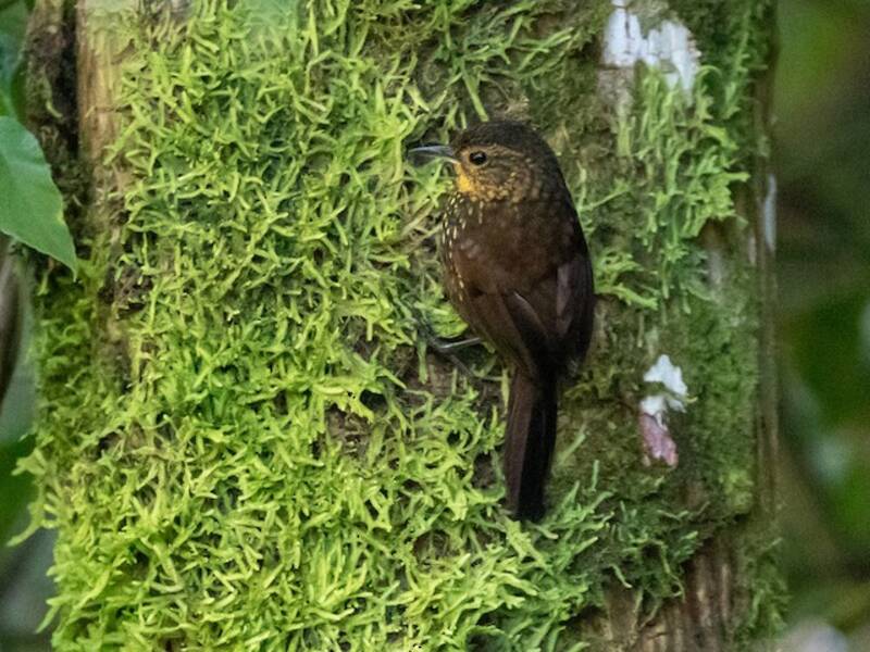 Spotted Barbtail, Photos 4