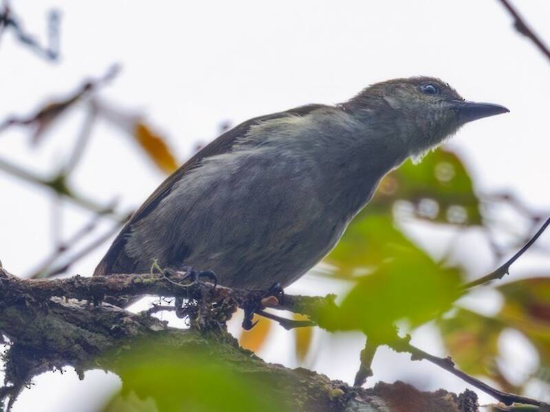 Thick-billed Berrypecker, 照片 3
