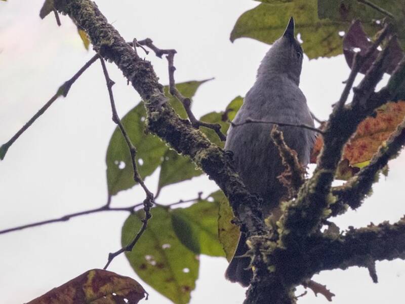 Thick-billed Berrypecker, 照片 4