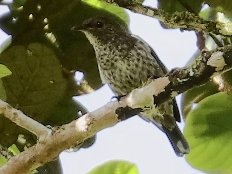 Thick-billed Berrypecker, 照片 2