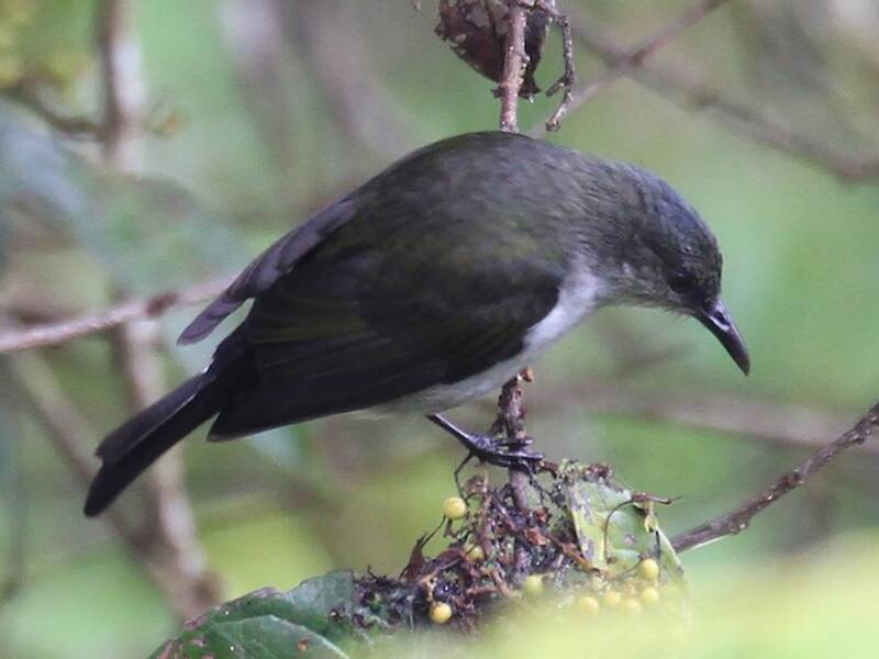 Spotted Berrypecker, Photos 2