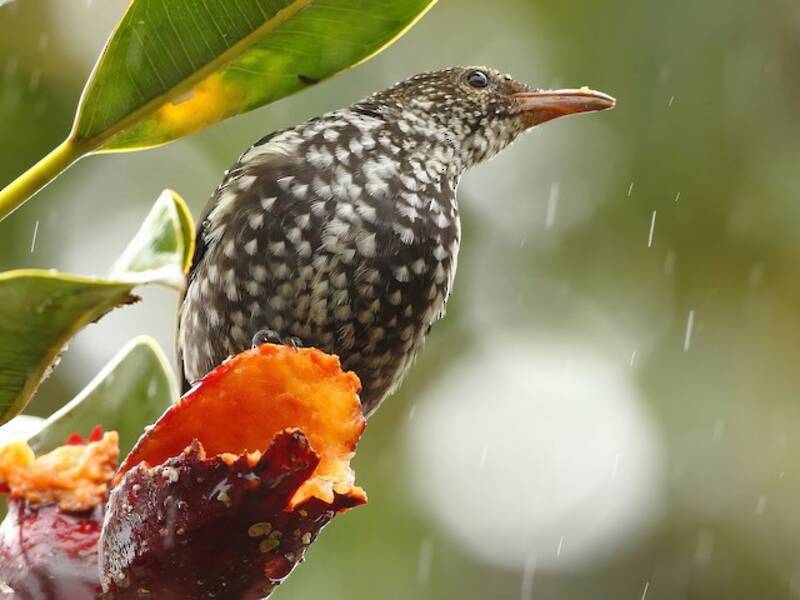 Spotted Berrypecker, Photos 3