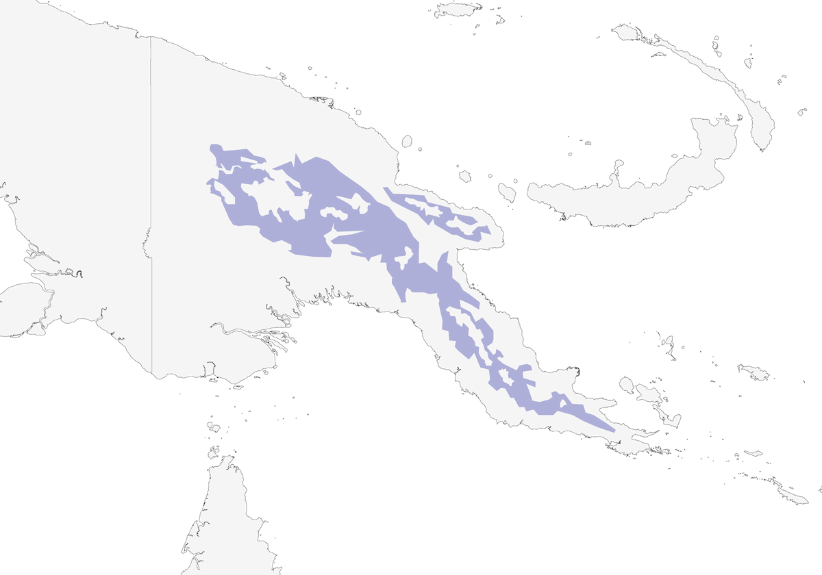 Spotted Berrypecker, Distribution 1