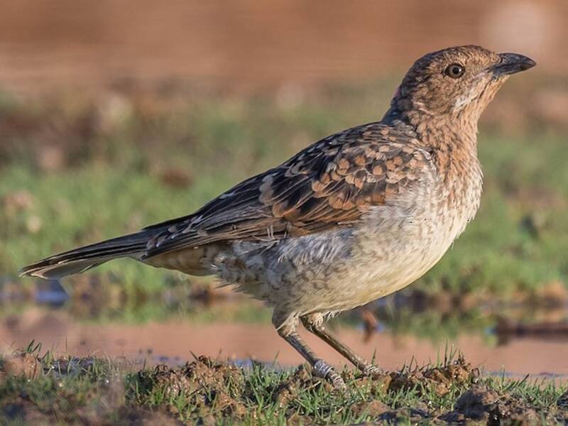 Spotted Bowerbird (Chlamydera maculata)