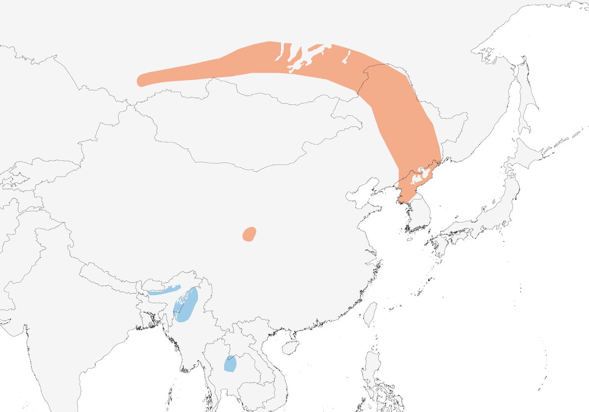 Baikalbuschsänger, Verbreitung 1