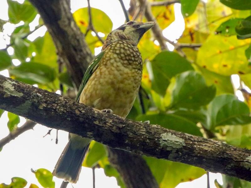 Black-eared Catbird, 照片 2