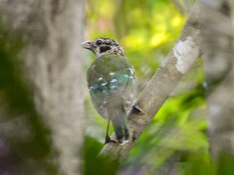 Black-eared Catbird, 照片 4