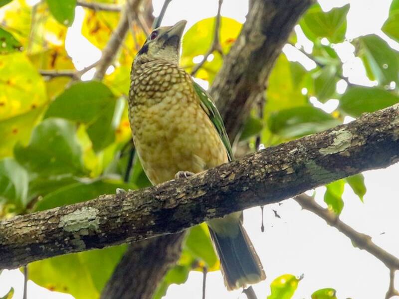 Black-eared Catbird, 照片 3