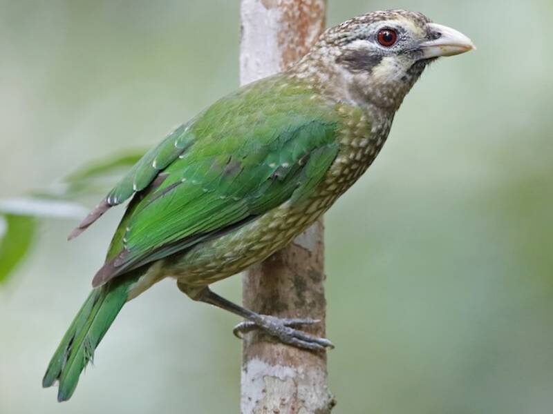 Fleckenkatzenvogel