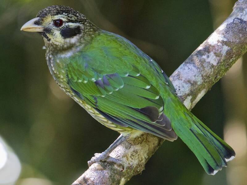 Fleckenkatzenvogel, Fotos 2
