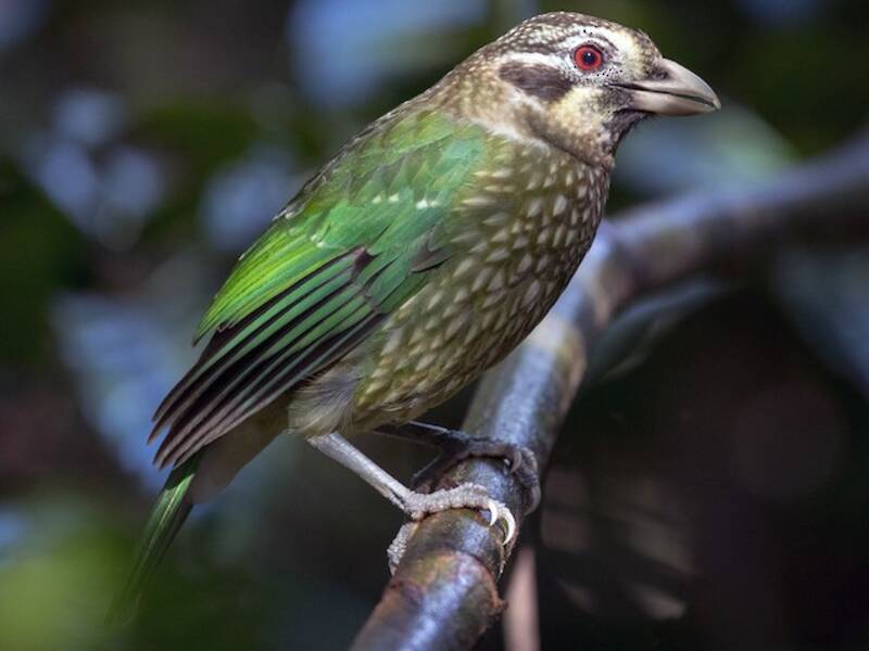 Fleckenkatzenvogel, Fotos 3
