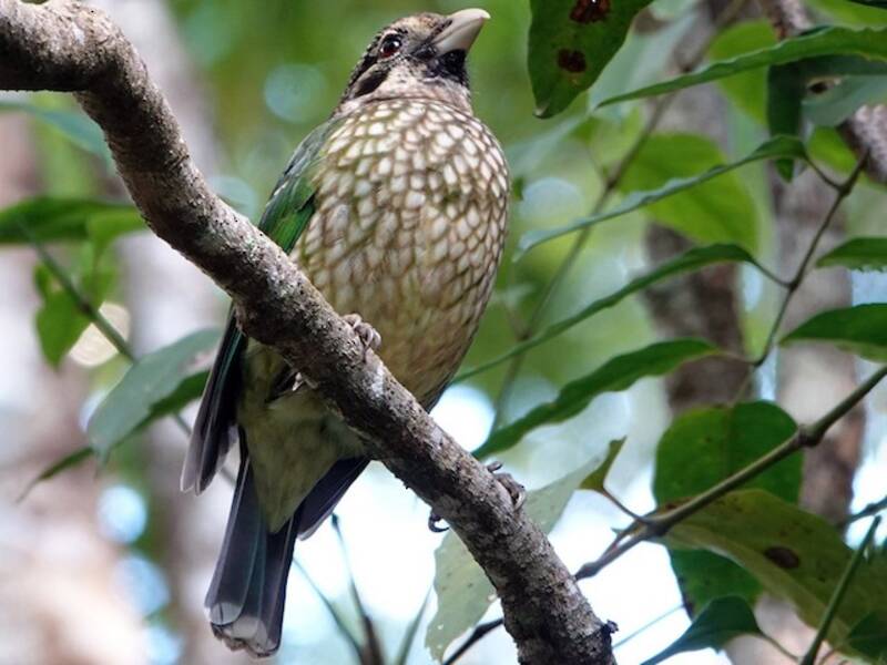 Fleckenkatzenvogel, Fotos 4