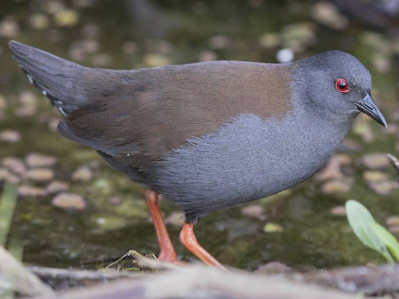 Spotless Crake, Photos 4