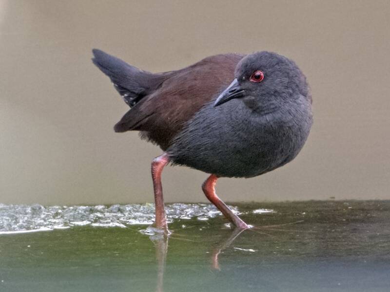 Spotless Crake, Photos 2