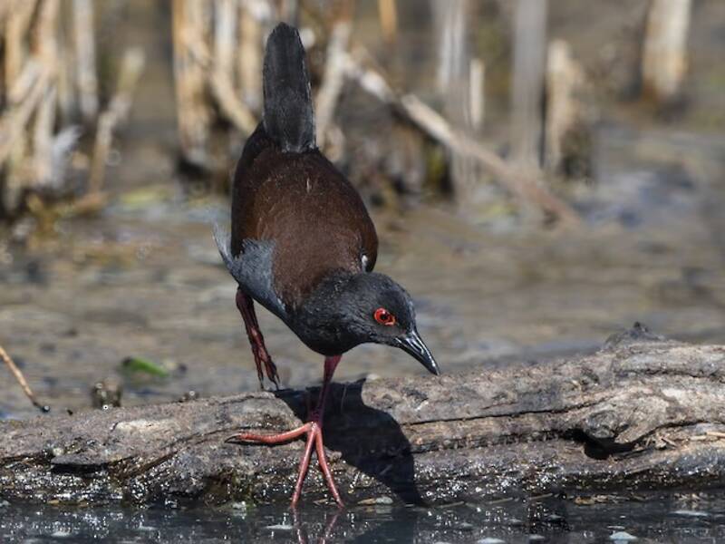 Spotless Crake, Photos 3