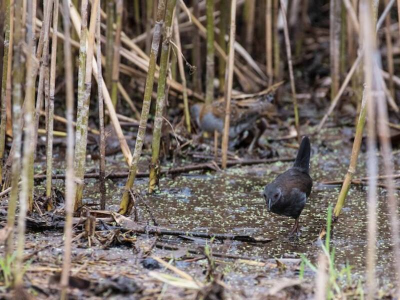 Spotless Crake