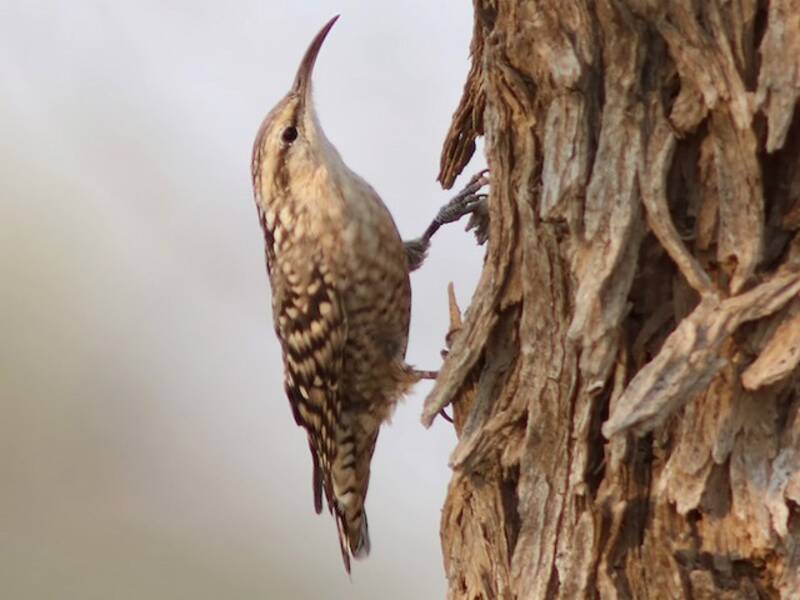 Indian Spotted Creeper, Photos 3