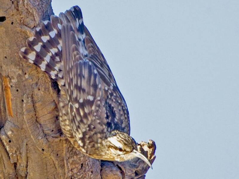 Indian Spotted Creeper, Photos 2