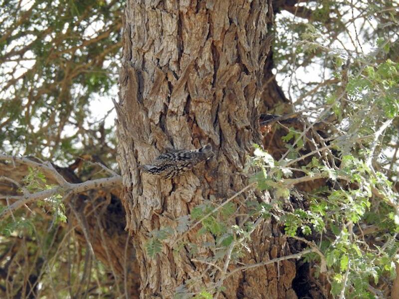 Indian Spotted Creeper, Photos 4