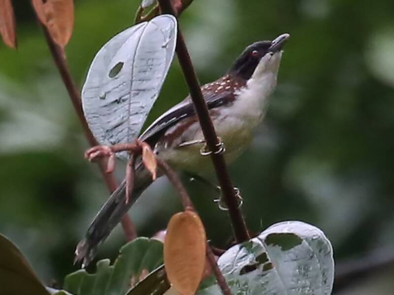 Crocias Moteado, Fotos 3