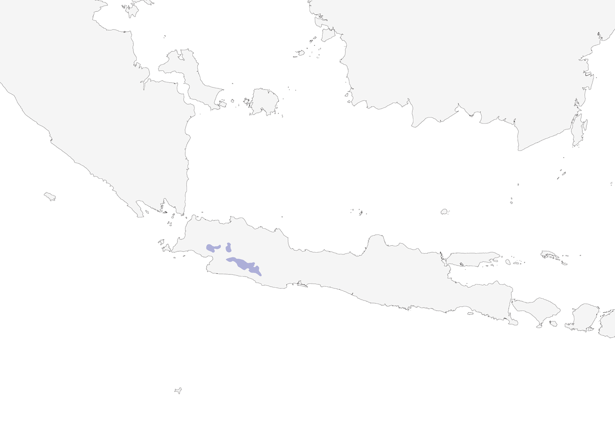 Crocias Moteado, Distribución 1