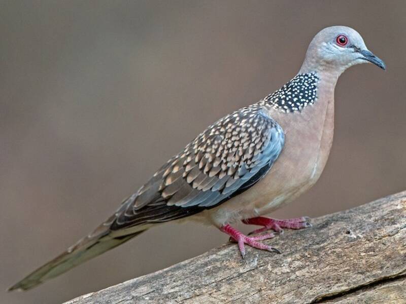 Spotted Dove (Spilopelia chinensis)