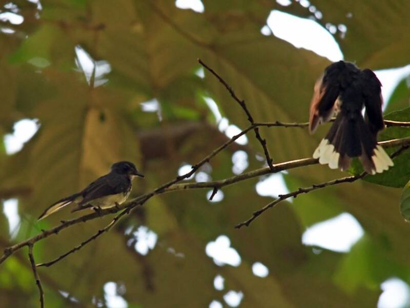 Spotted Fantail