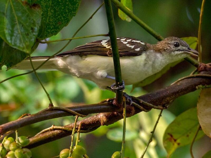 Spotted Greenbul, Photos 3