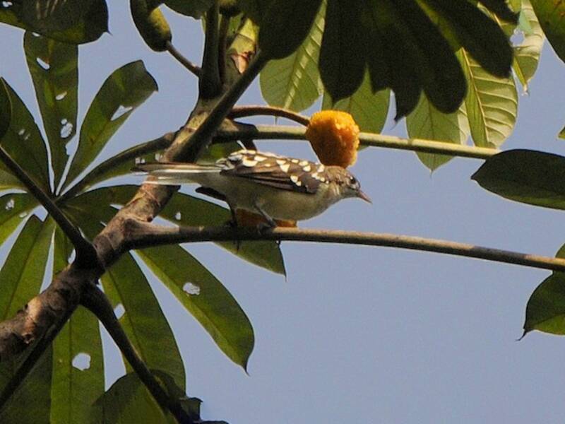 Spotted Greenbul, Photos 2