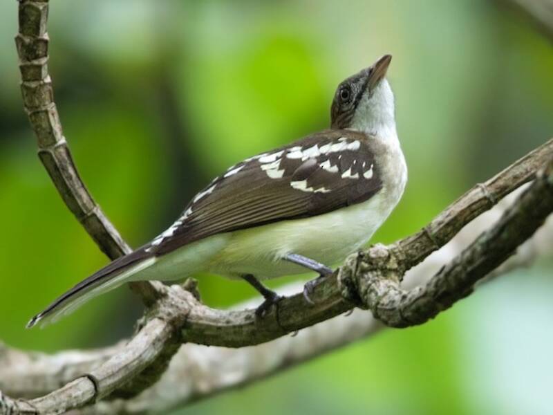 Bulbul Moteado
