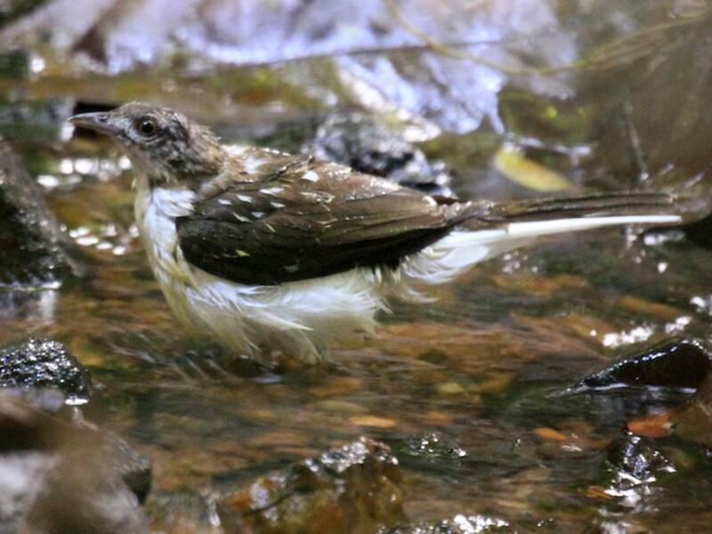 Spotted Greenbul, Photos 4