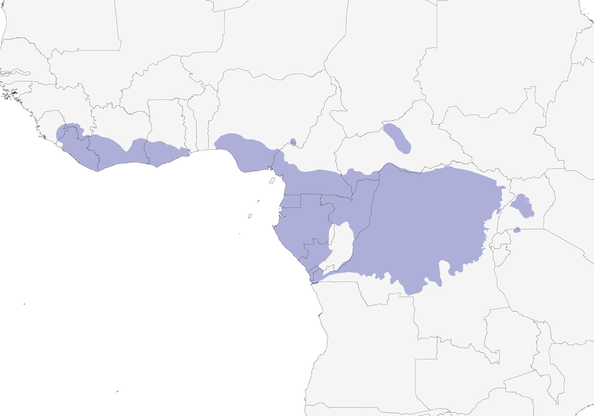 Spotted Greenbul, Distribution 1