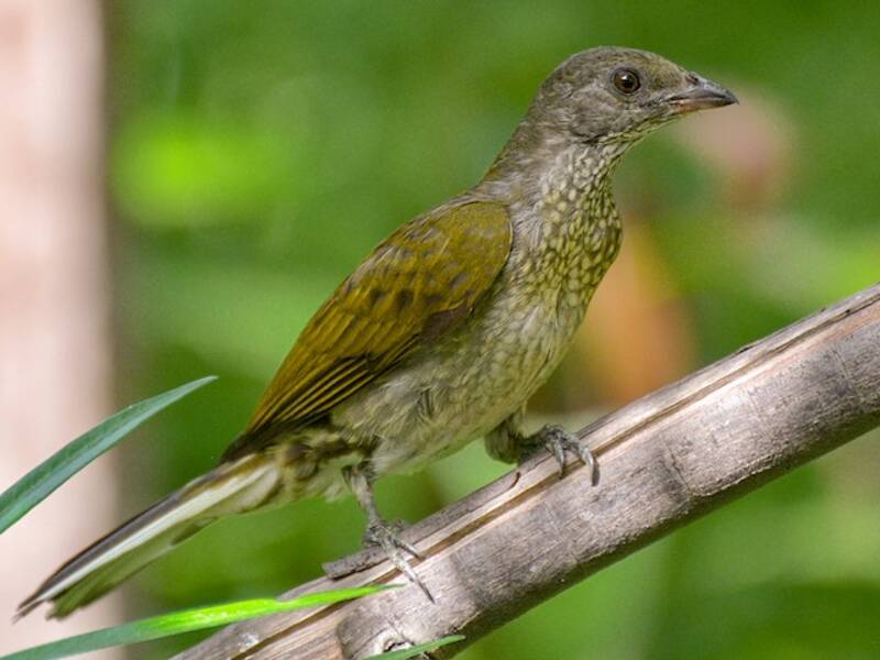 Spotted Honeyguide, Photos 3