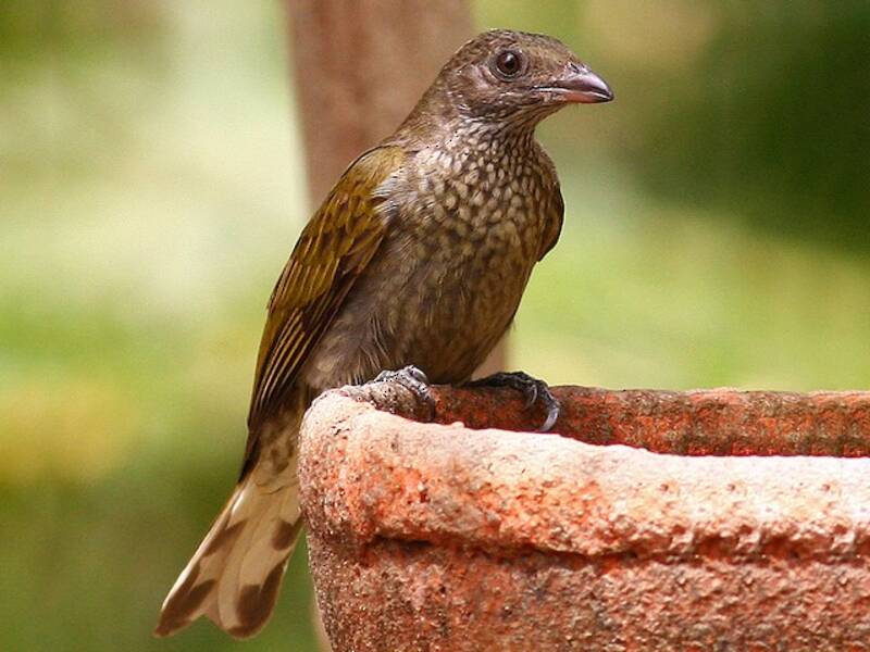 Spotted Honeyguide, Photos 2