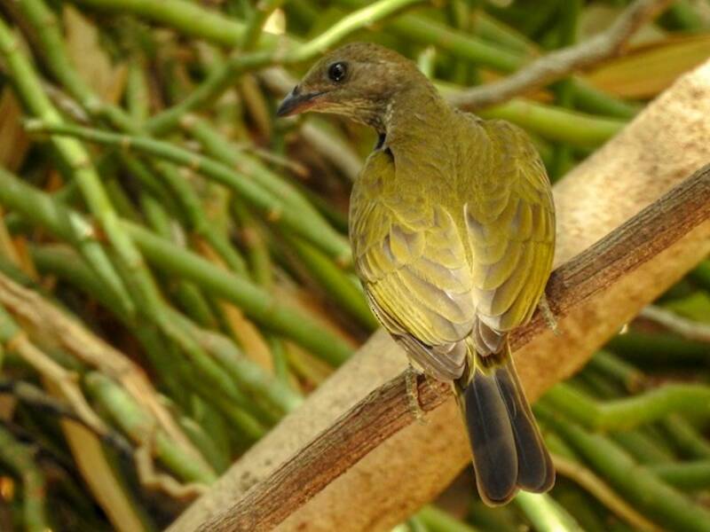 Spotted Honeyguide