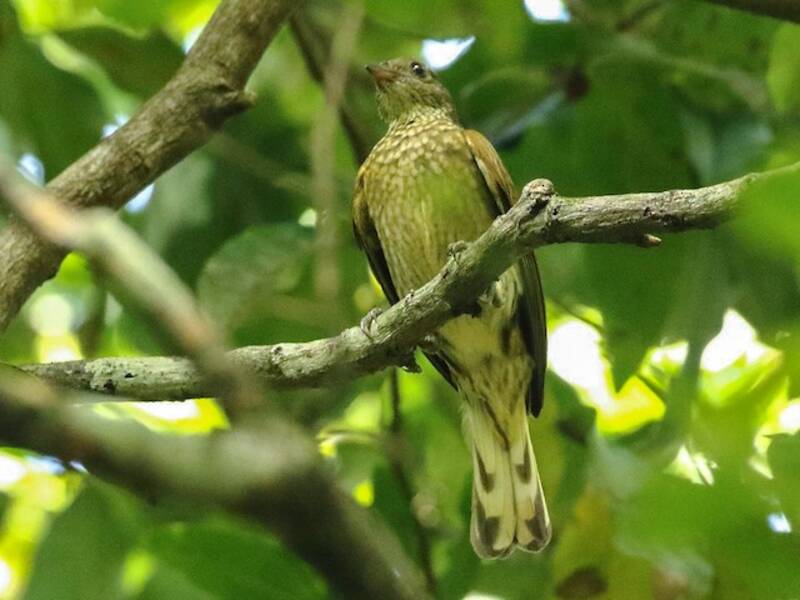 Spotted Honeyguide, Photos 4