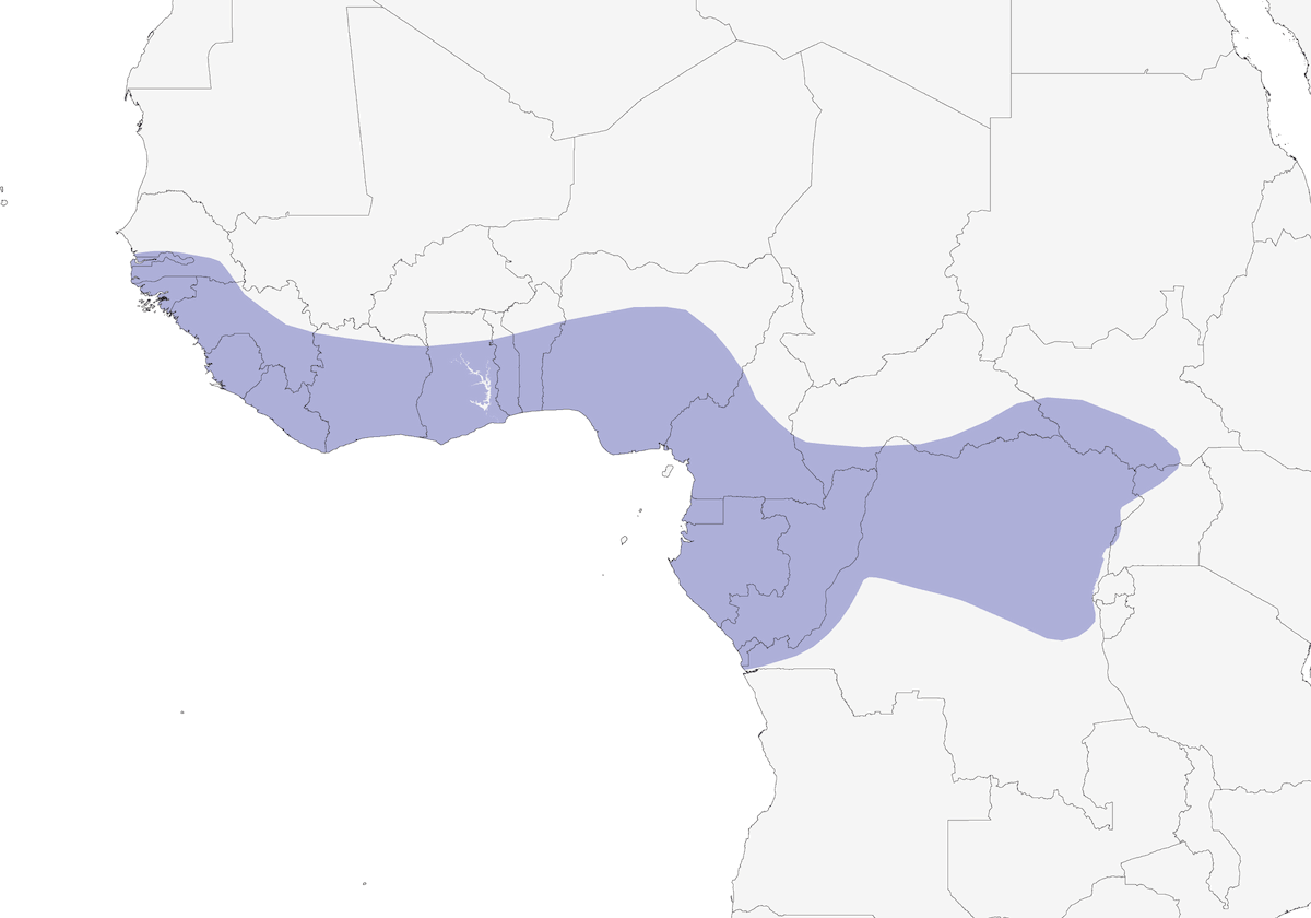 Spotted Honeyguide, Distribution 1