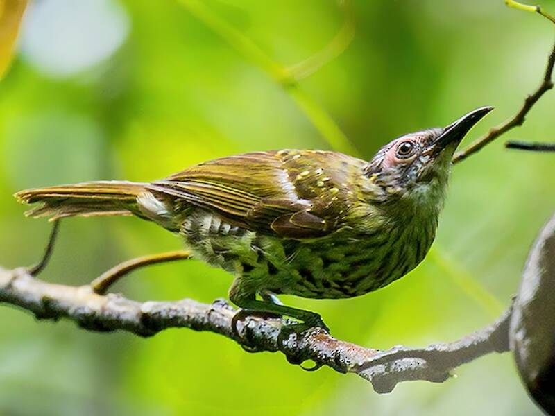 Spotted Honeyeater, 照片 4