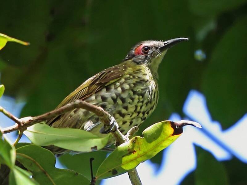 Spotted Honeyeater, 照片 3