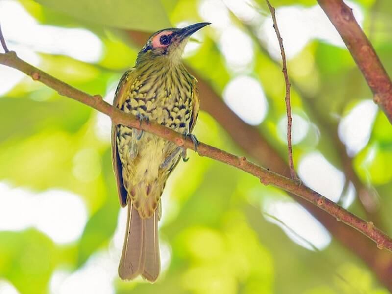 Spotted Honeyeater, 照片 2